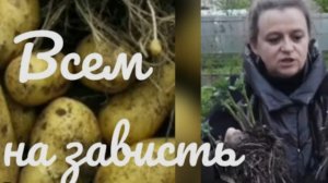 Ранний картофель к концу июня. От проращивания до первой копки