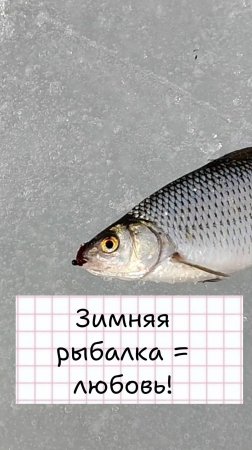 Зимняя рыбалка! Трофейный окунь!