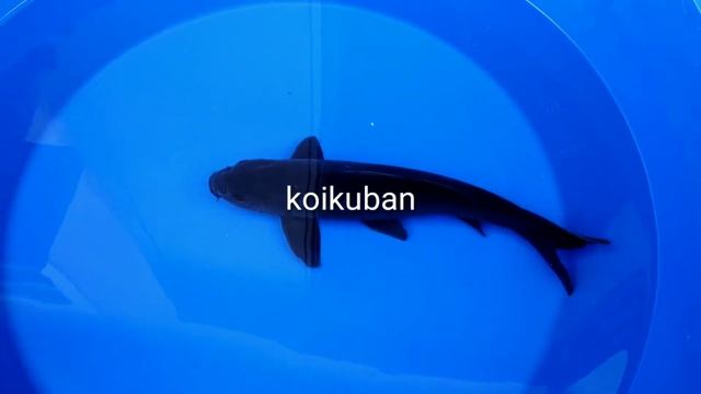 22 мая 2020 г. смотреть онлайн