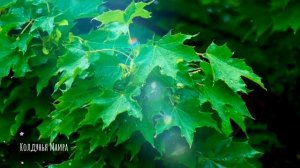 Магические свойства деревьев #эзотерика