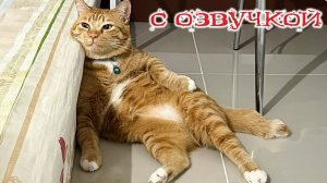 Приколы с котами! С ОЗВУЧКОЙ! - Смешные коты! Самые смешные животные! УГАР!