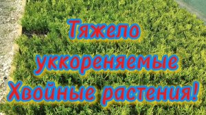 🌲Тяжело уккореняемые хвойные растения!🌲