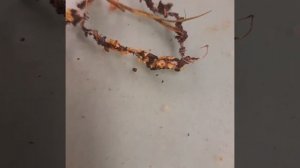 Вылупление из яиц личинок божьей коровки