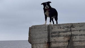 Понизовка Ялта Крым