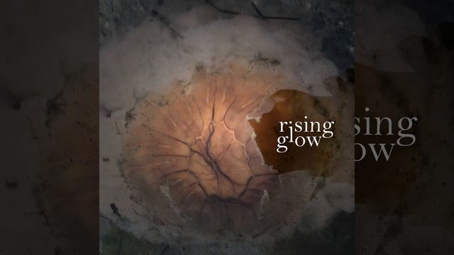 Seeds смотреть онлайн