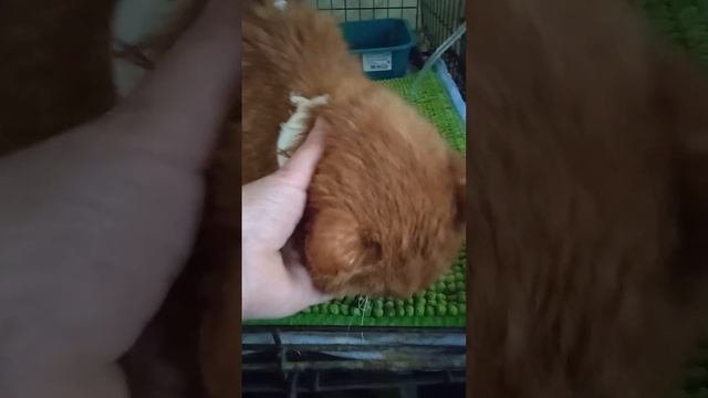 Завтра Котофей поедет на третью химию