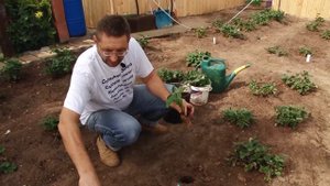 Посадка клубники осенью