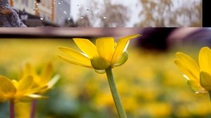 Слайд шоу. Цветы. Природа. Слайдшоу под музыку.