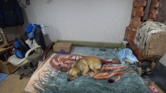 Травма задней лапы