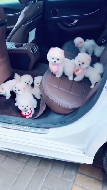 #doggy #maltese #pomsky #poodle #pomeraina #maltipoo #puppydog #dog #doge #dogs #dogsoftiktok # 10 смотреть онлайн