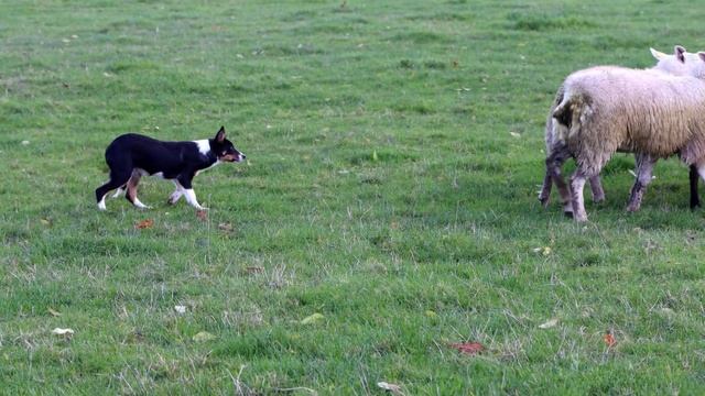 Martini Hazel lot 172 farmersmart Dolgellau online sheepdog auction смотреть онлайн