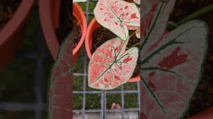 Caladium Strawberry Star