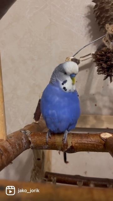 Волнистик говорит #попугай #говорящийпопугай смотреть онлайн