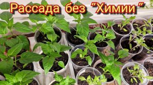 Перцы и помидоры Без удобрений! Мой опыт! Наша рассада растёт!