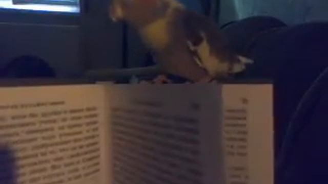 Корелла. Читаем вместе! :) смотреть онлайн