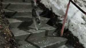 Встретил кошку на ночной дорожке, хорошая кошечка 🐆, так жалко потеряшку. 😪. Ул. Николаева, Академ