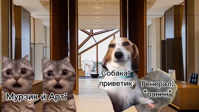 Коты vs Собак 1 сезон 2 серия смотреть онлайн