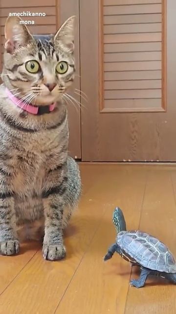 Котейка и черепаха. смотреть онлайн