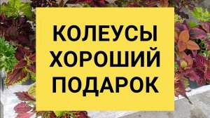КОЛЕУСЫ ХОРОШИЙ ПОДАРОК