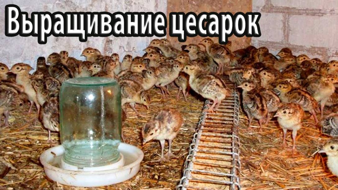 Выращивание цесарок в домашних условиях