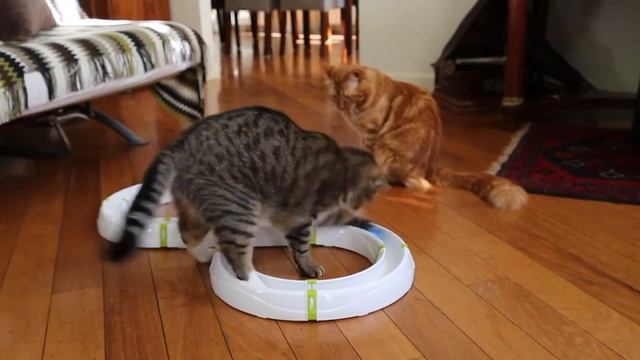 Ferplast TYPHON смотреть онлайн