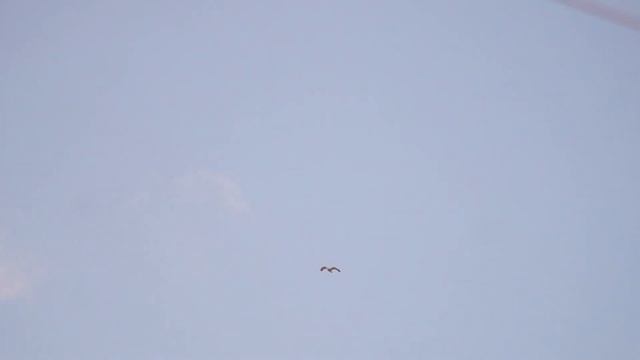 полювання яструба.охота ястреба.hunting of the hawk the Goshawk смотреть онлайн