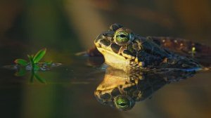 Специальная демонстрация OLED 2025 года | Dolby Vision™ 12K ULTRA HD HDR 120FPS