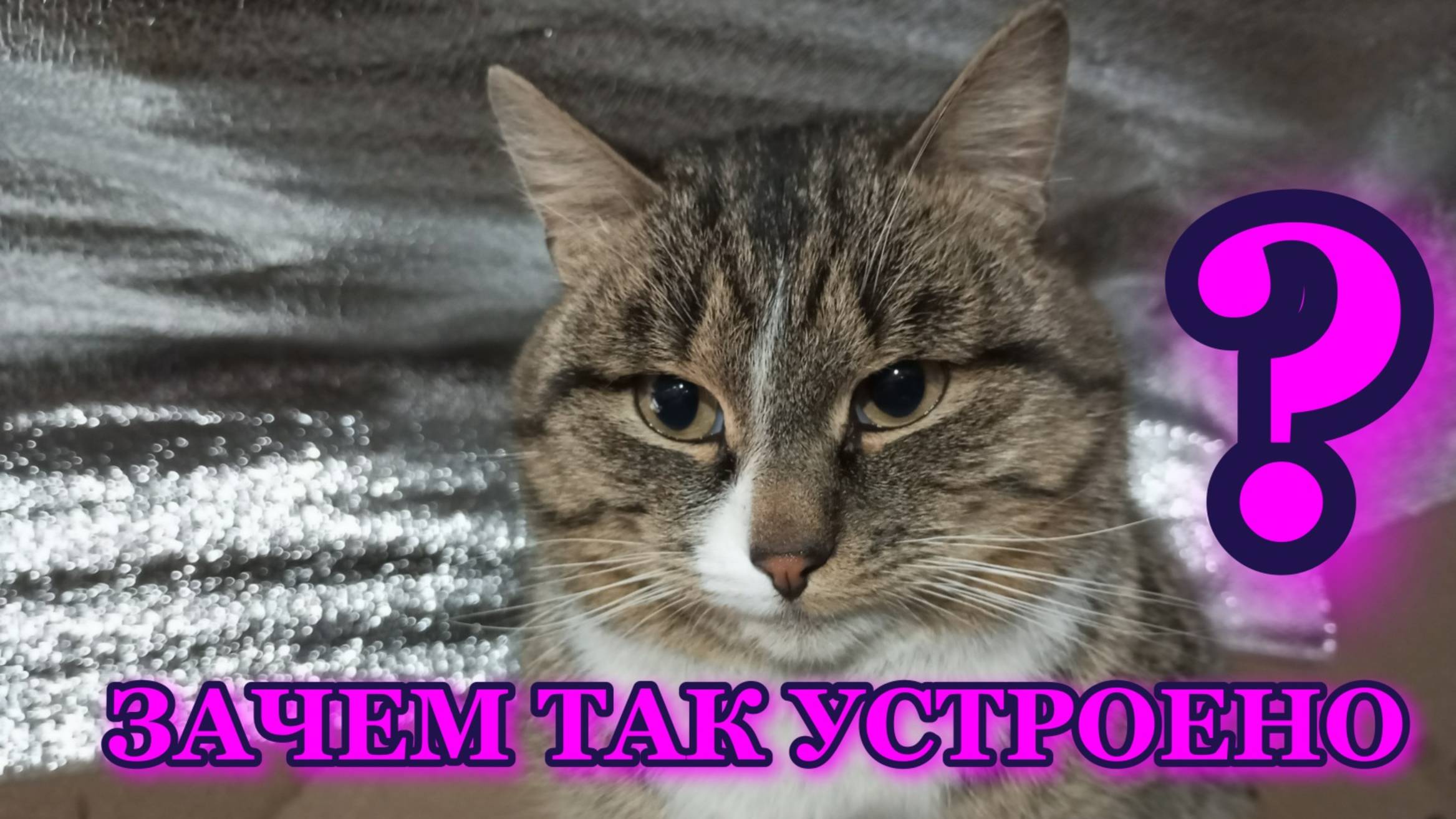 Зачем_так_устроен_мир?
