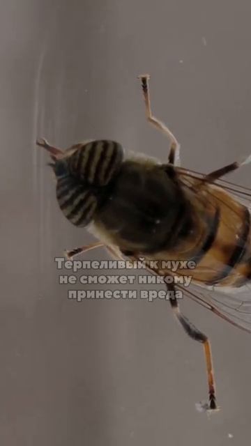 Древние корни фразеологизма: мухи не обидит