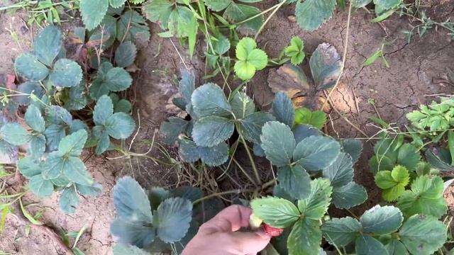 Отмечали чуток последний день июля ! был брат Женек и так немного повеселил смотреть онлайн