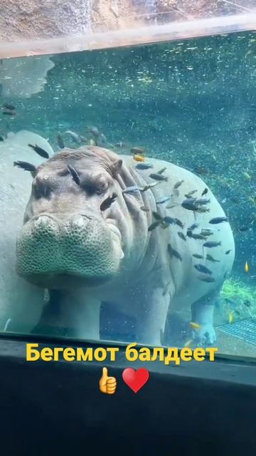 Бегемот мило балдеет ❤️#shorts #бегемот #hippopotamus смотреть онлайн