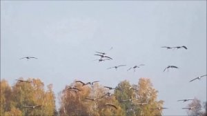 Приглашение в пришвинскую осень