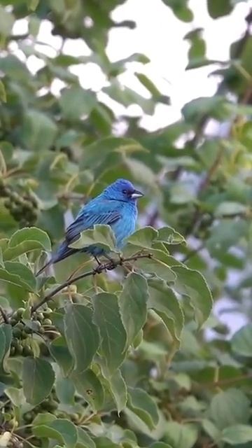 Nature: Indigo bunting.Индиговый овсянковый кардинал.