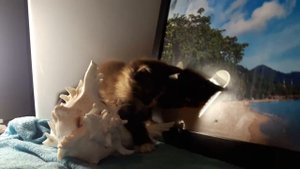 Подарим игривую кошечку ЧЕРЕПАШКОВАЯ ОКРАСКА!