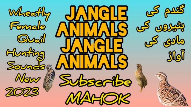 MAHOK Madi Batair Ki Awaz Female Quail Sound morning گندم کی بٹیروں کی شکار والی مادی کی آواز
