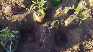 Посадка помидор,, Розовый гигант,, для подвязки на шпалеру