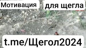 Пит пит барои мотивация черноголовый щегол