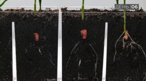 Чистый экстракт морских водорослей - активное развитие корневой системы.
