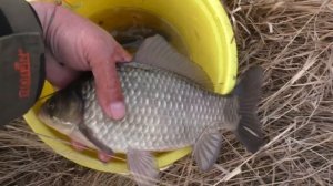 Рыбалка на поплавок в середине марта. Снасть для ловли с камыша