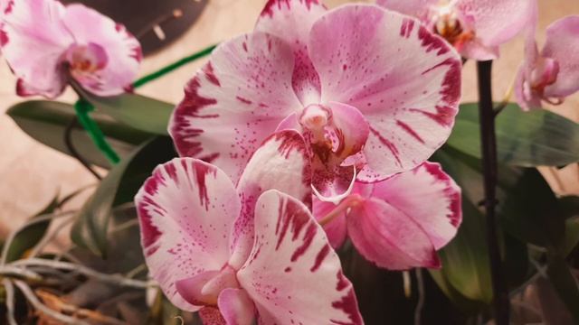 Мои красотки! Орхидеи фаленопсисы. смотреть онлайн