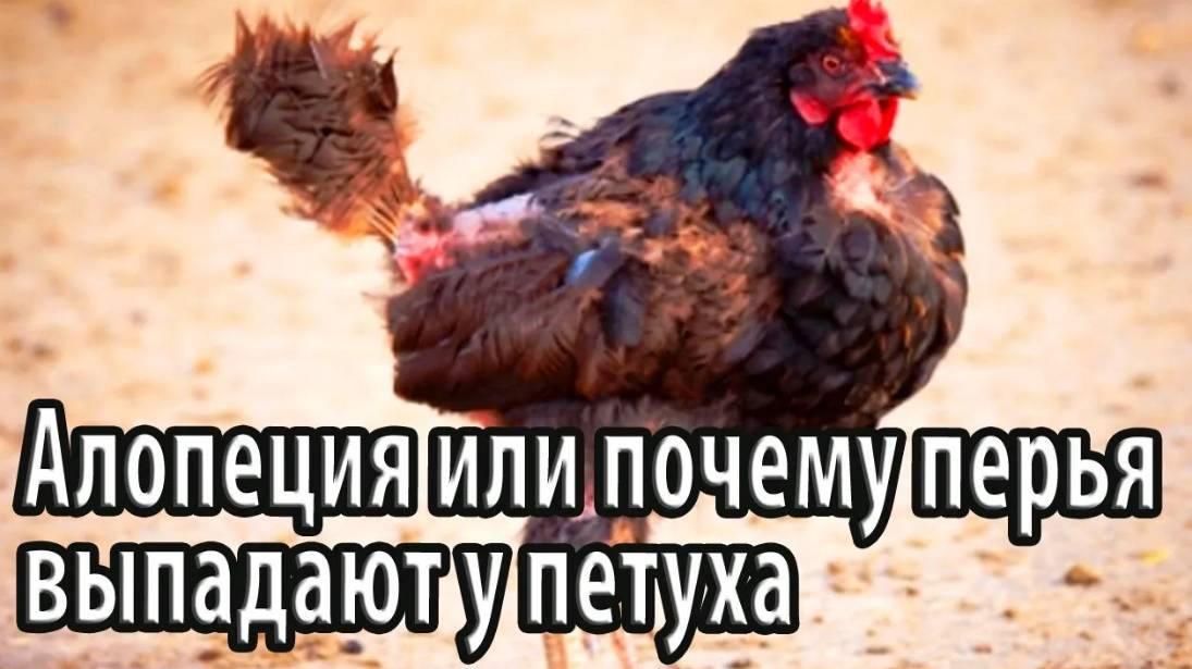 Алопеция или почему перья у петуха выпадают