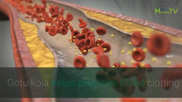 Gotu Kola Benefits -12 Amazing Health Benefits of Gotu Kola