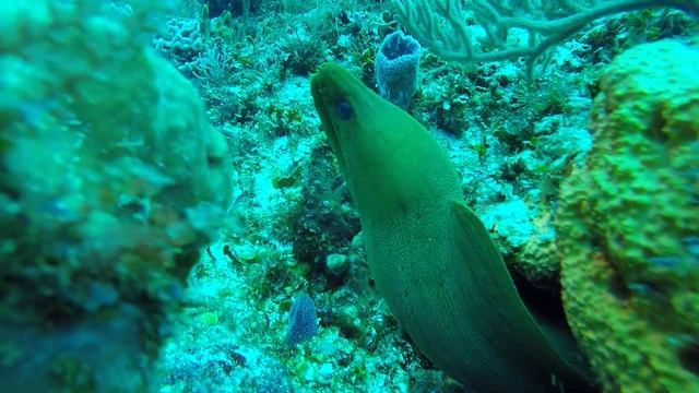 Мурена, позирующая для подводной фотосессии смотреть онлайн