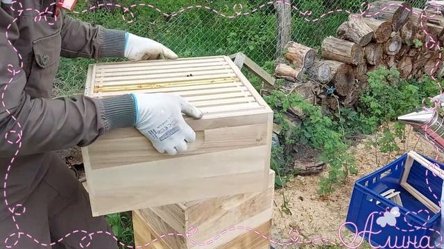 Первый обход пчёл / Поиск маточников, удаление личинок трутней смотреть онлайн