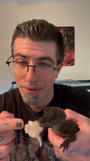 Hand Feeding A Smooth Fronted Caiman 👀🐊#shorts #reptiles #pets #caiman смотреть онлайн