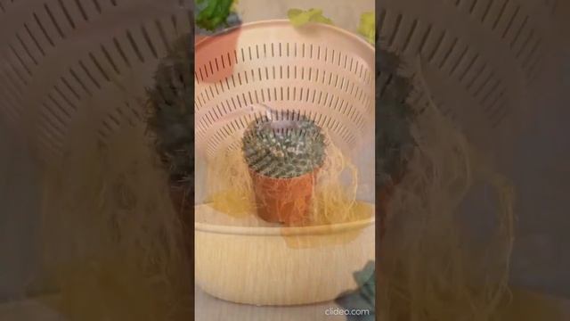 Полезные советы для любителей растений