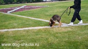 Следовая  в городе для собак