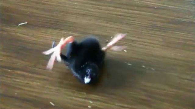 Break dancing bird смотреть онлайн