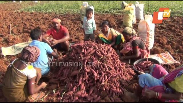 Government bats for providing facilities for production of sweet potatoes for farmers in Koraput смотреть онлайн
