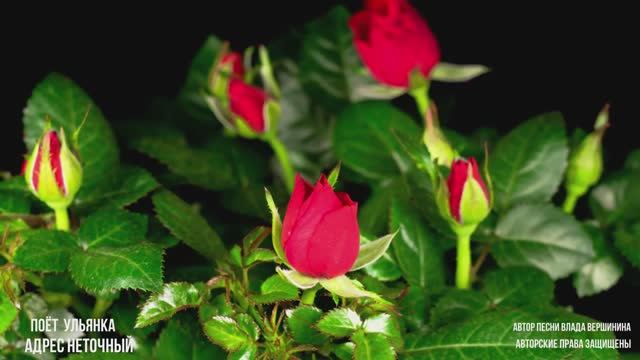 🔥 В этой красивой песне бесподобно звучит скрипка 🤗 смотреть онлайн